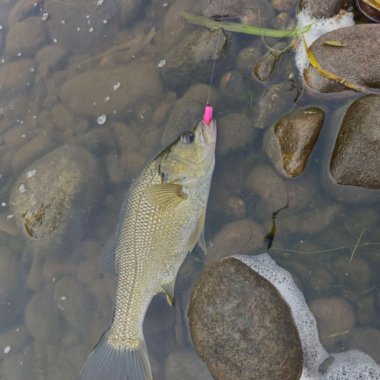 The most recent Australian bass catches on Fishbrain