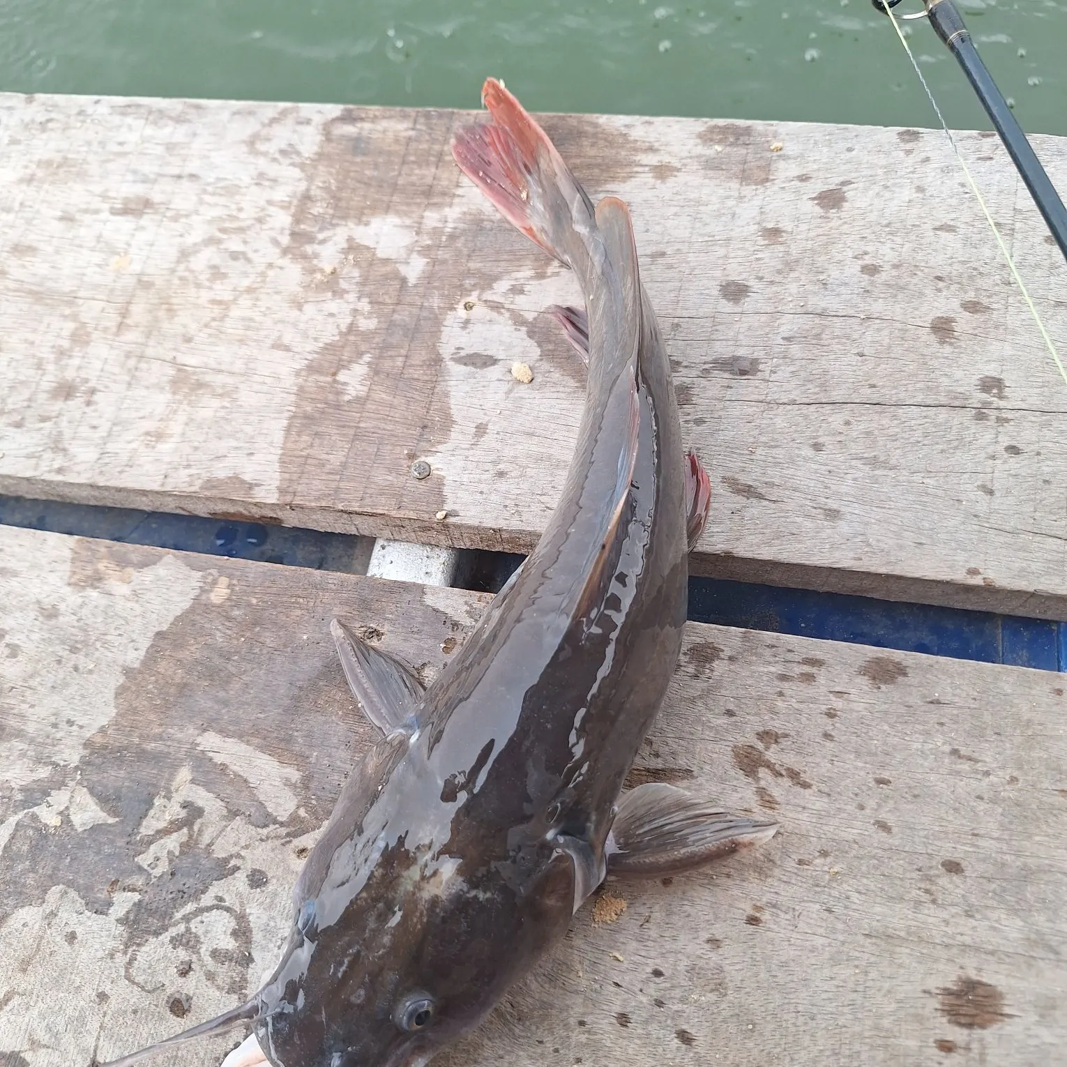 The most recent Redtail catfish catches on Fishbrain
