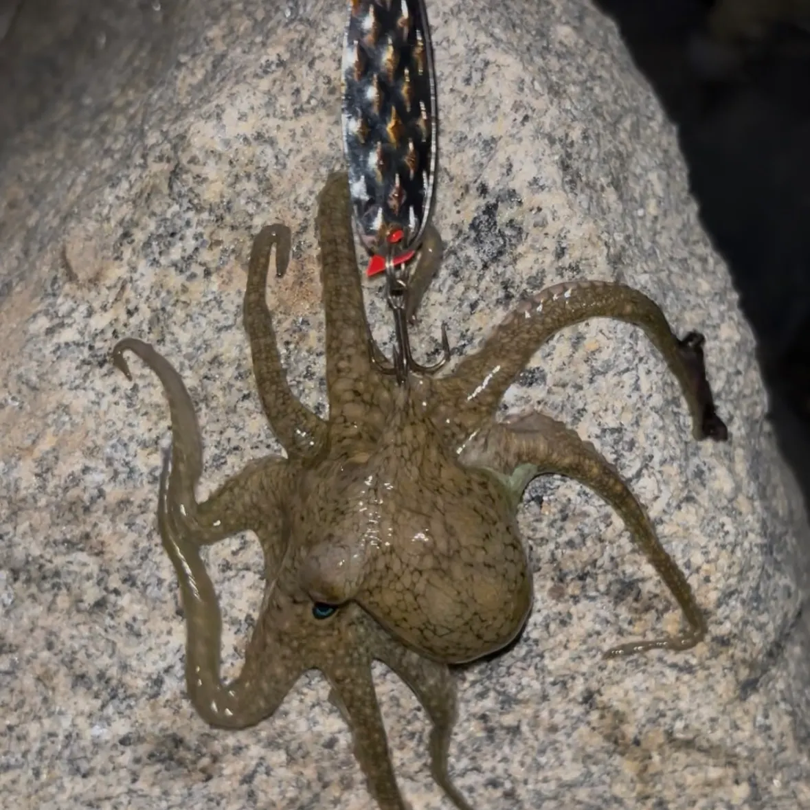 The most recent California two-spot octopus catches on Fishbrain