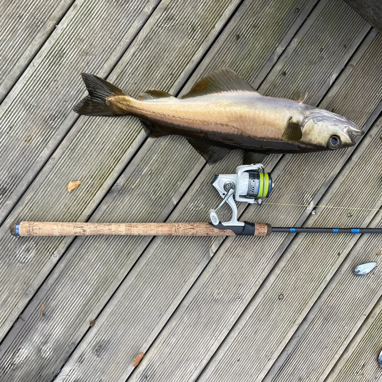 Pollack caught on Fishbrain