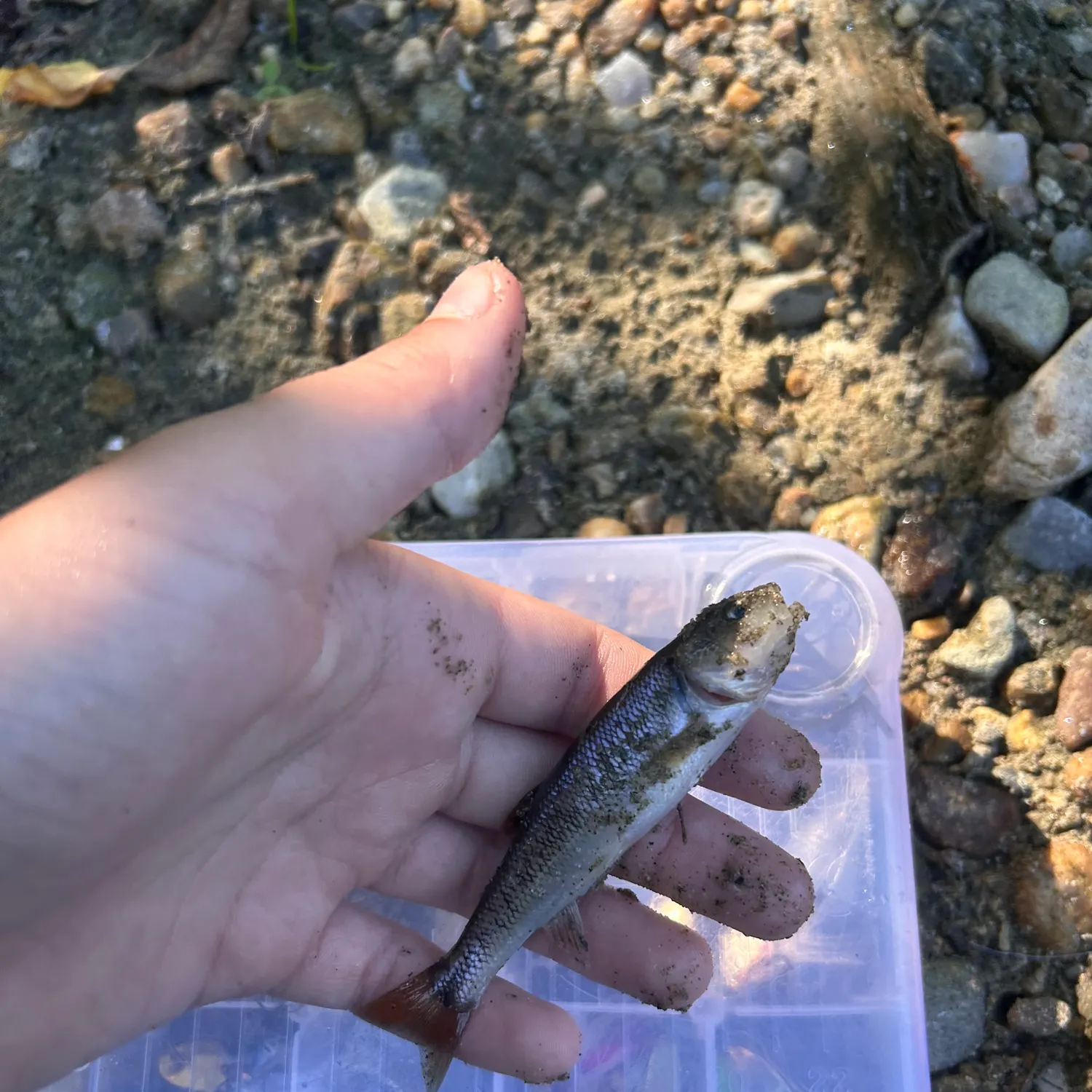 Creek chub caught on Fishbrain