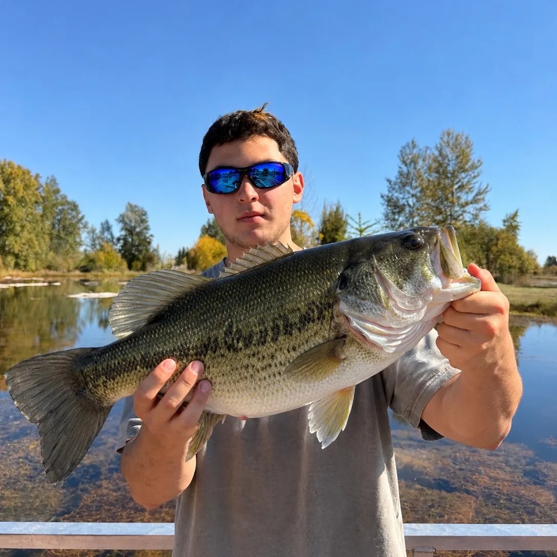 Largemouth bass caught on Fishbrain