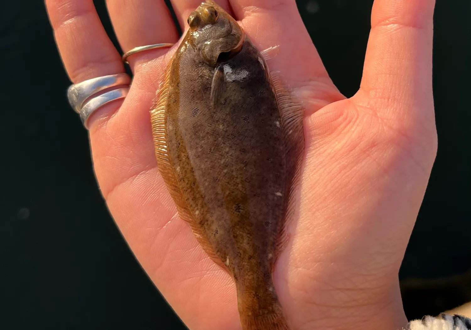 Winter flounder