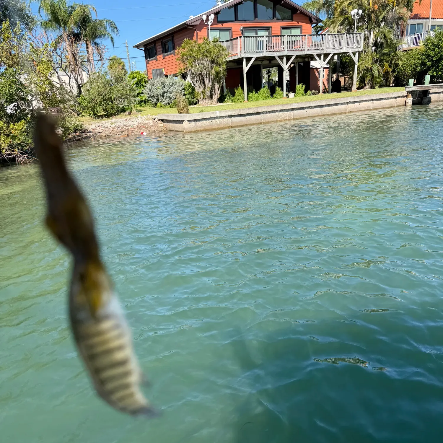 The most recent Longnose killifish catches on Fishbrain