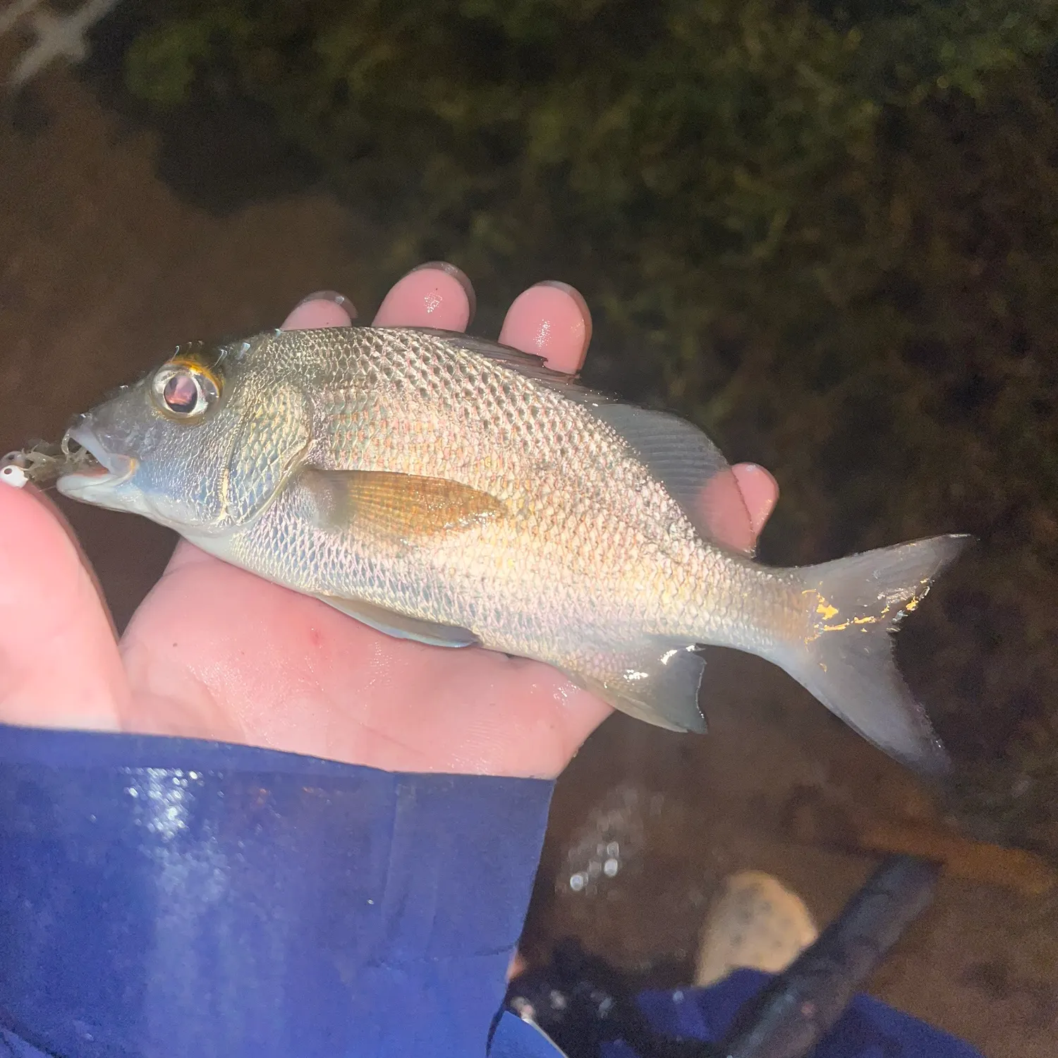 The most recent Sailor's choice grunt catches on Fishbrain