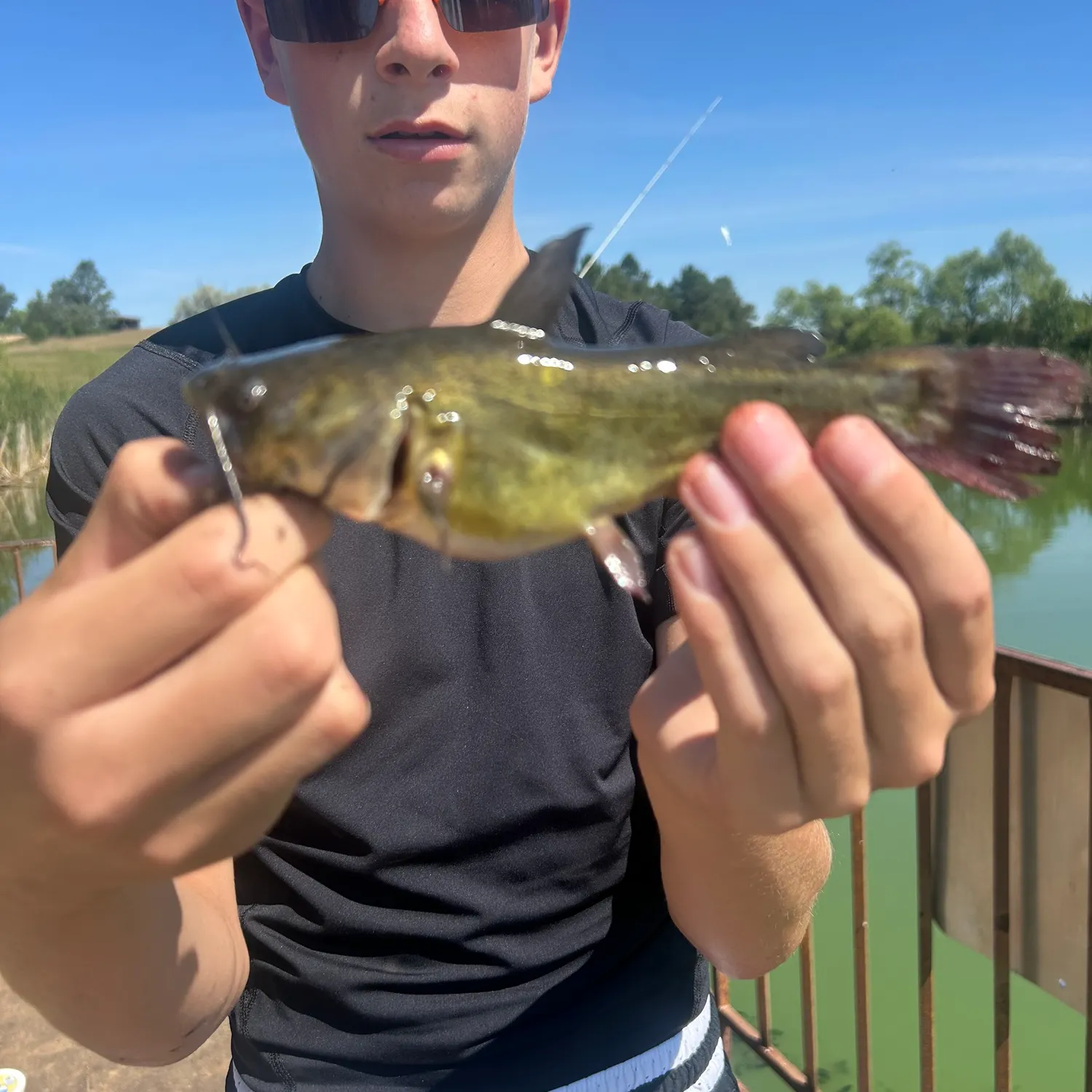 Yellow bullhead caught on Fishbrain