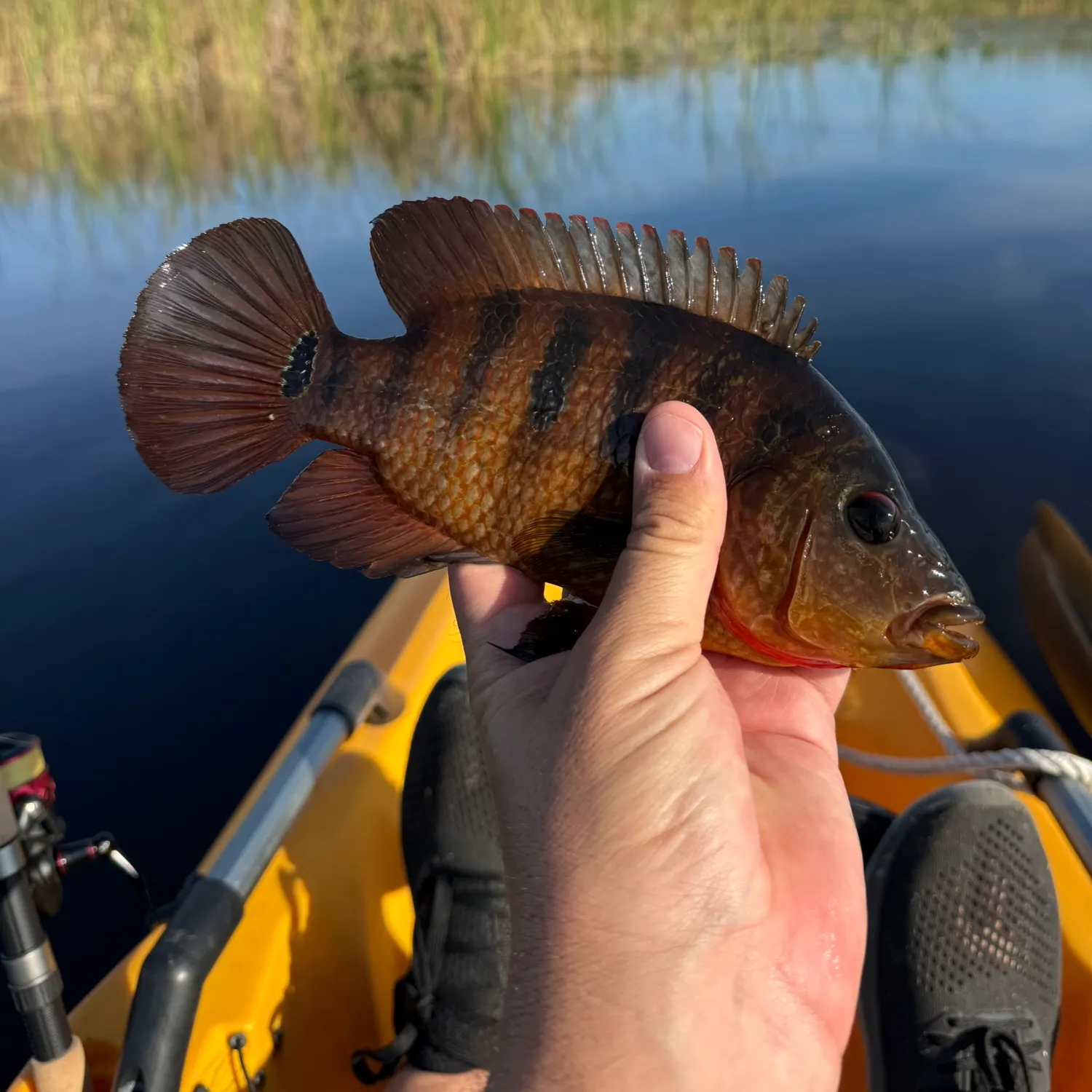 The most recent Mayan cichlid catches on Fishbrain