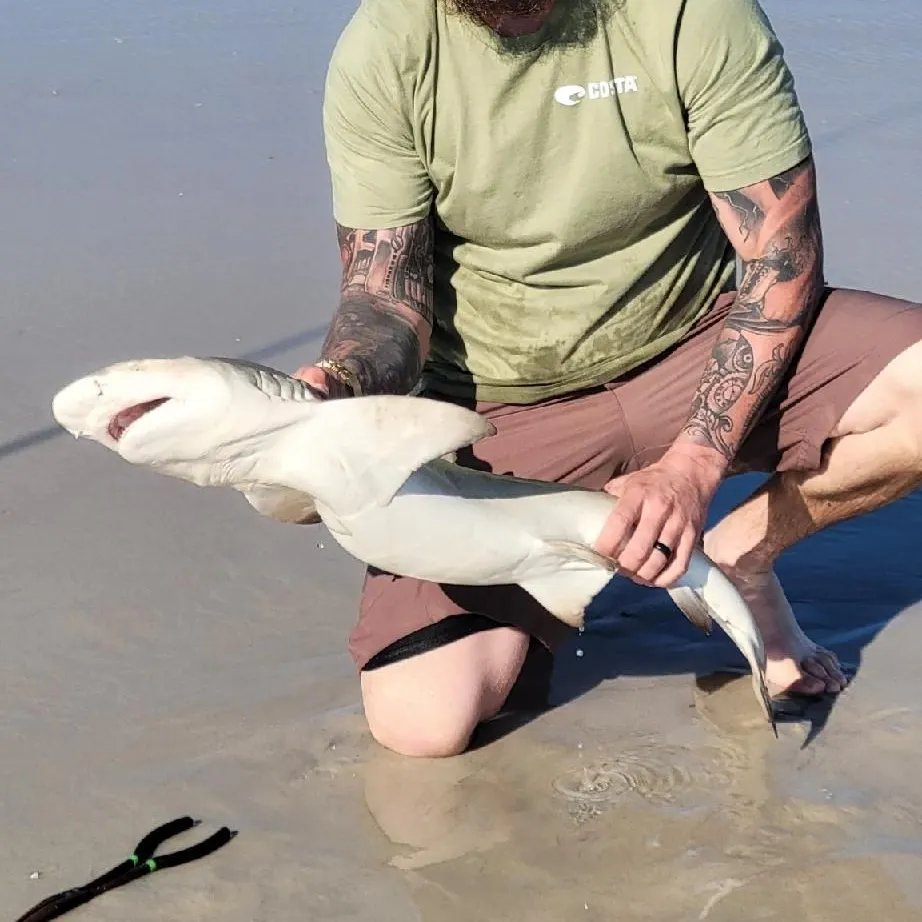 The most recent Spinner shark catches on Fishbrain