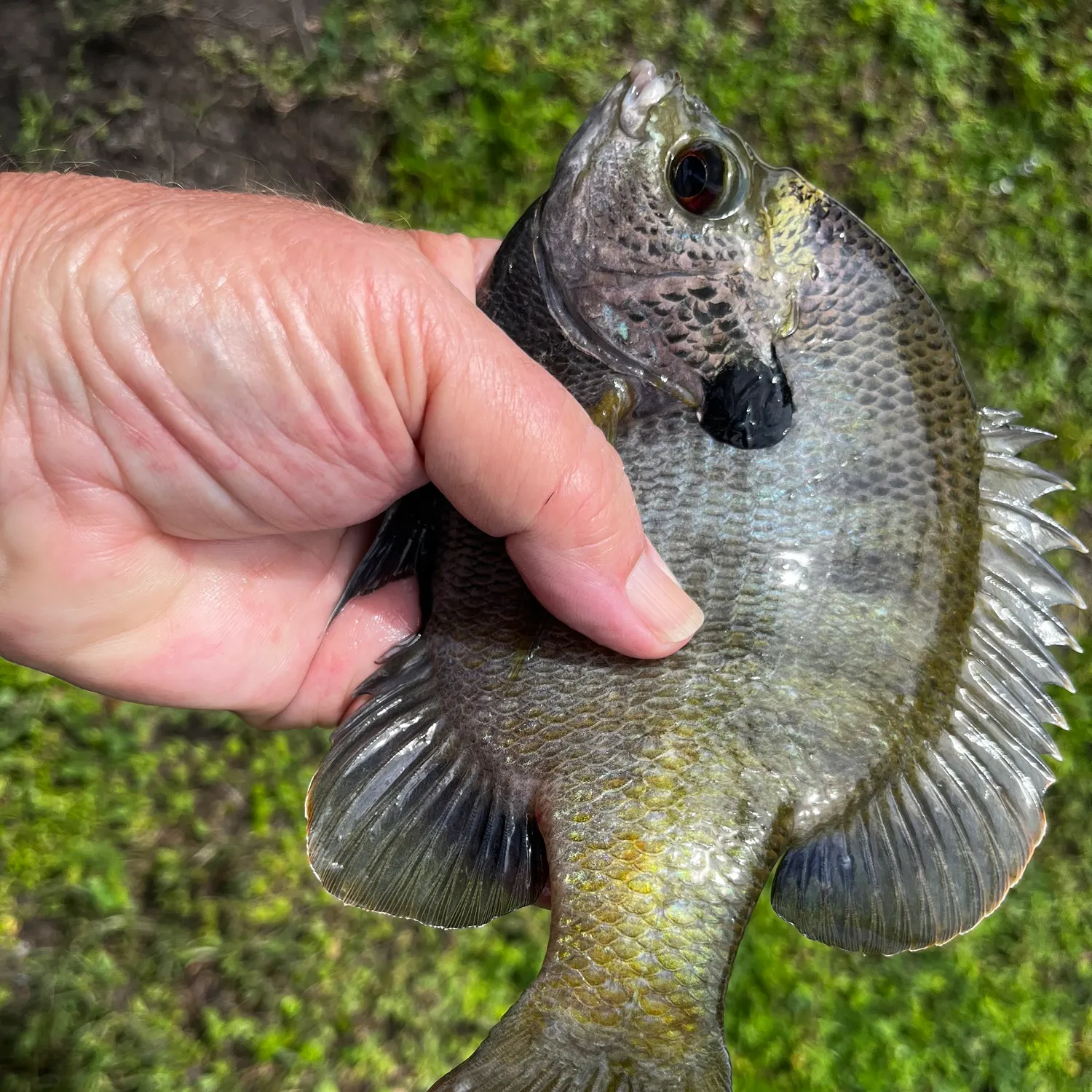 Bluegill caught on Fishbrain