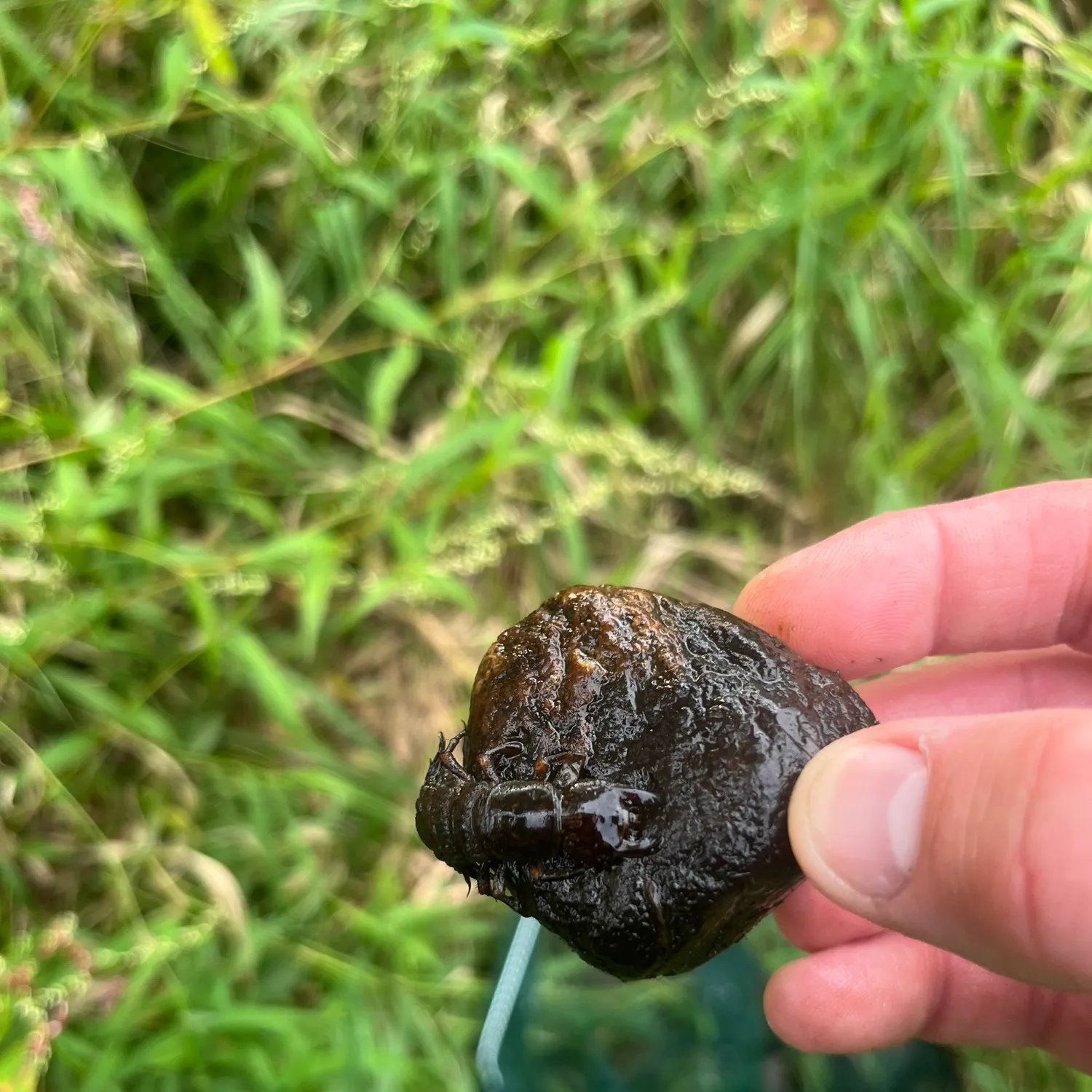 Fish caught on Fishbrain