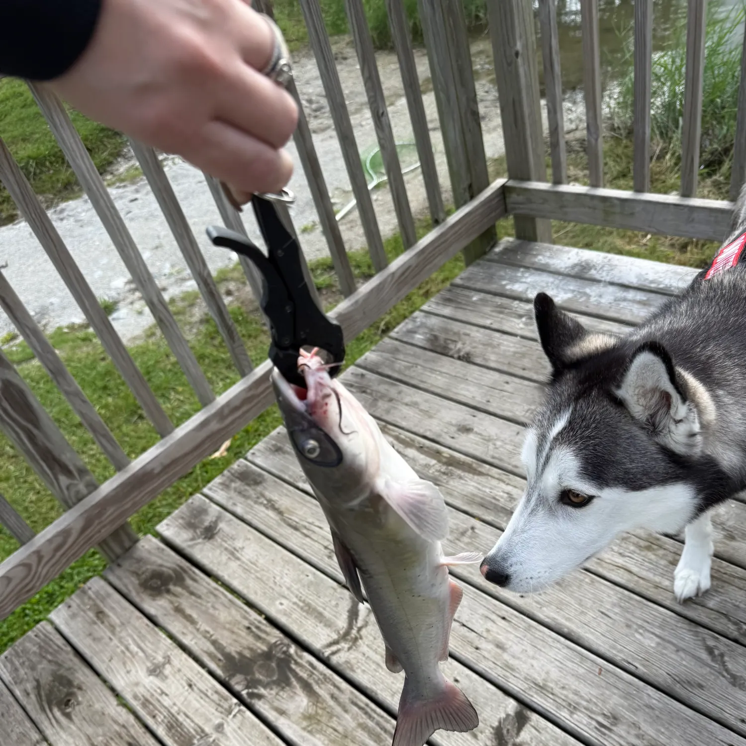 catch
