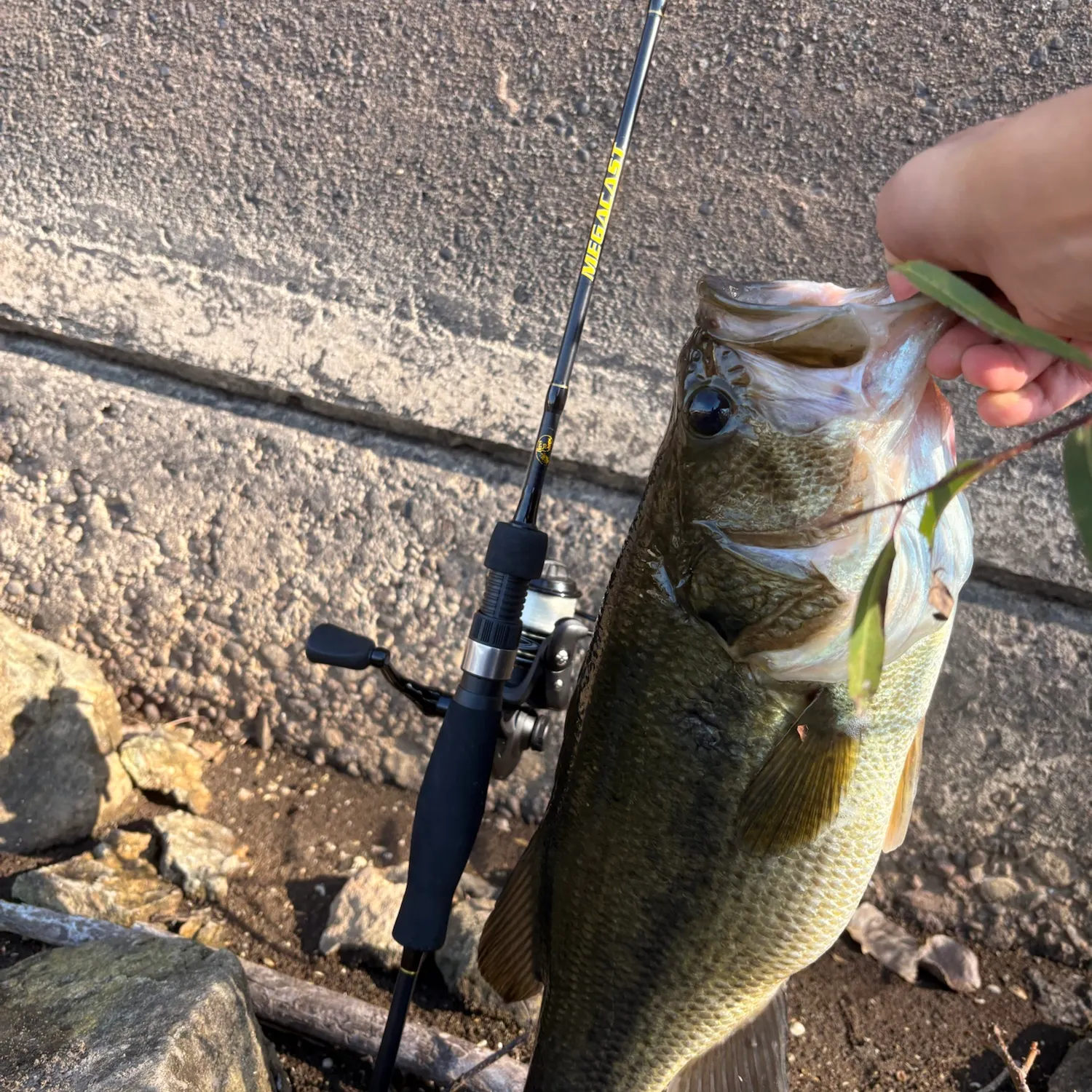 Largemouth bass caught on Fishbrain