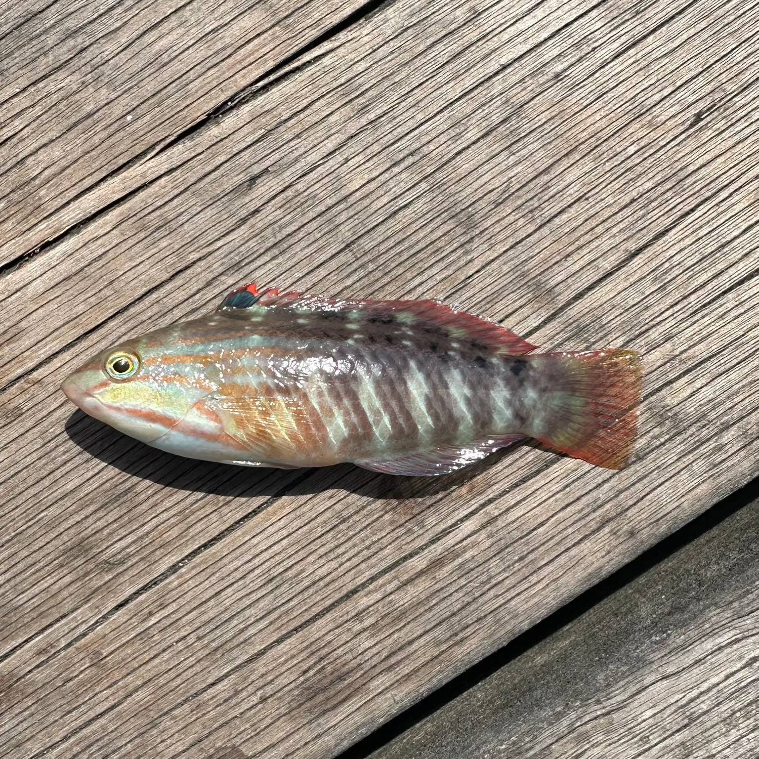 The most popular recent Gunther's wrasse catch on Fishbrain