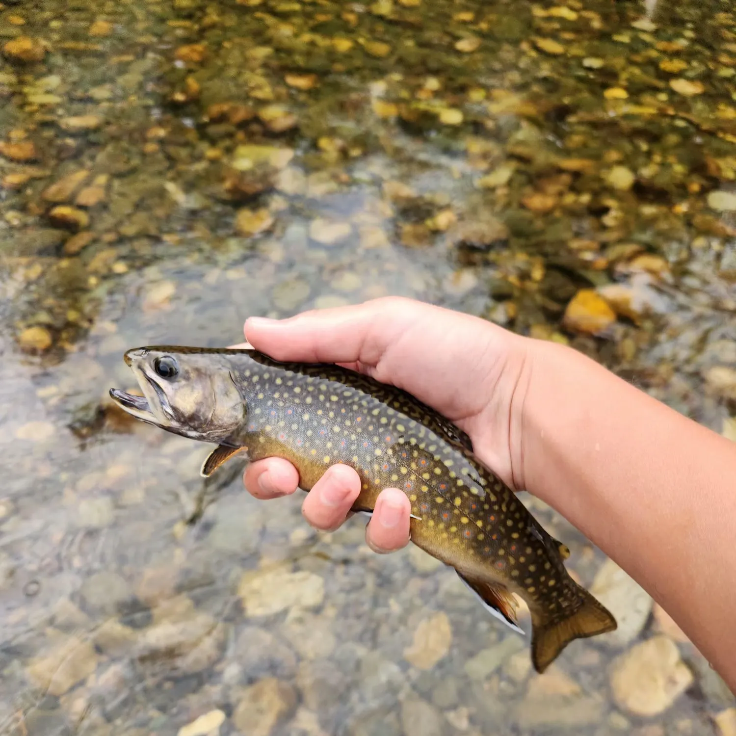 Brook trout caught on Fishbrain
