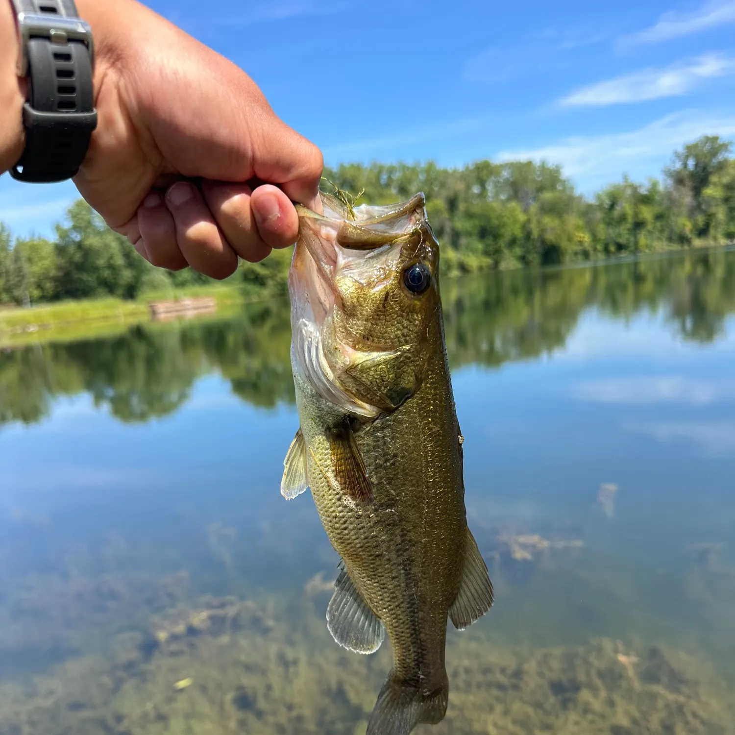 Largemouth bass caught on Fishbrain