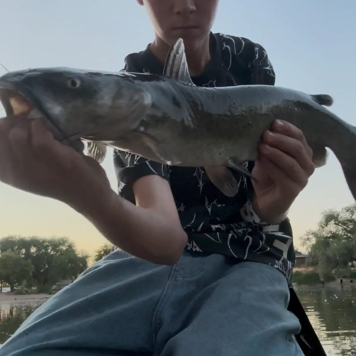Channel catfish caught on Fishbrain