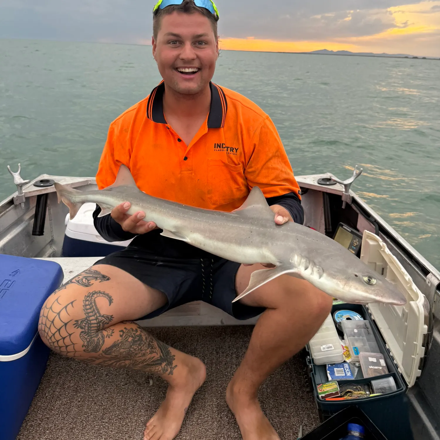 The most recent Gummy shark catches on Fishbrain