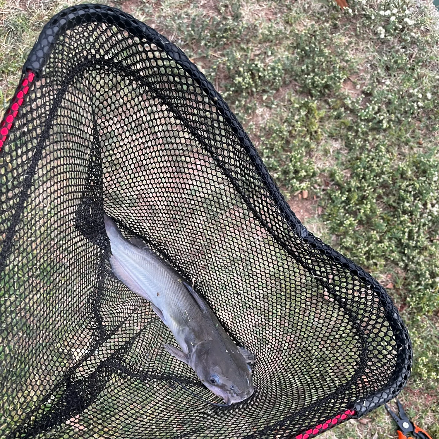 Channel catfish caught on Fishbrain