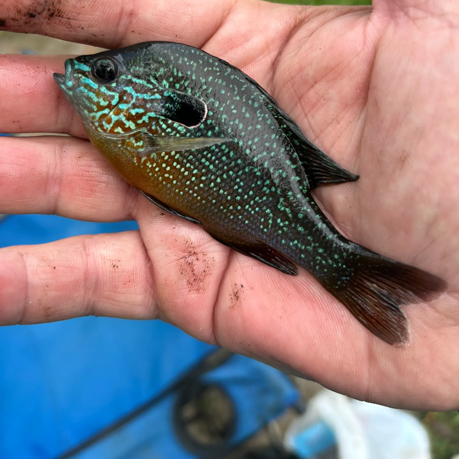 The most recent Dollar sunfish catches on Fishbrain