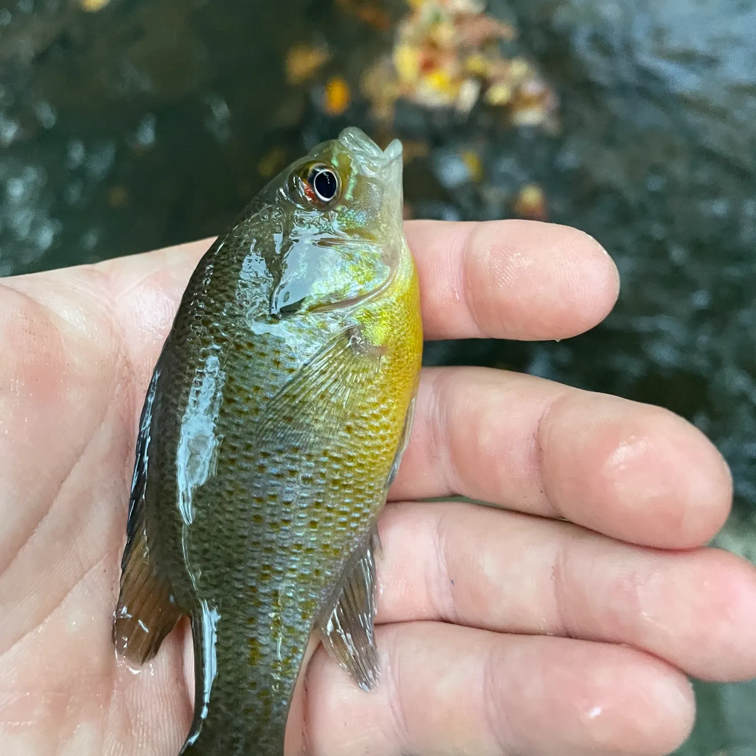 Redbreast sunfish caught on Fishbrain