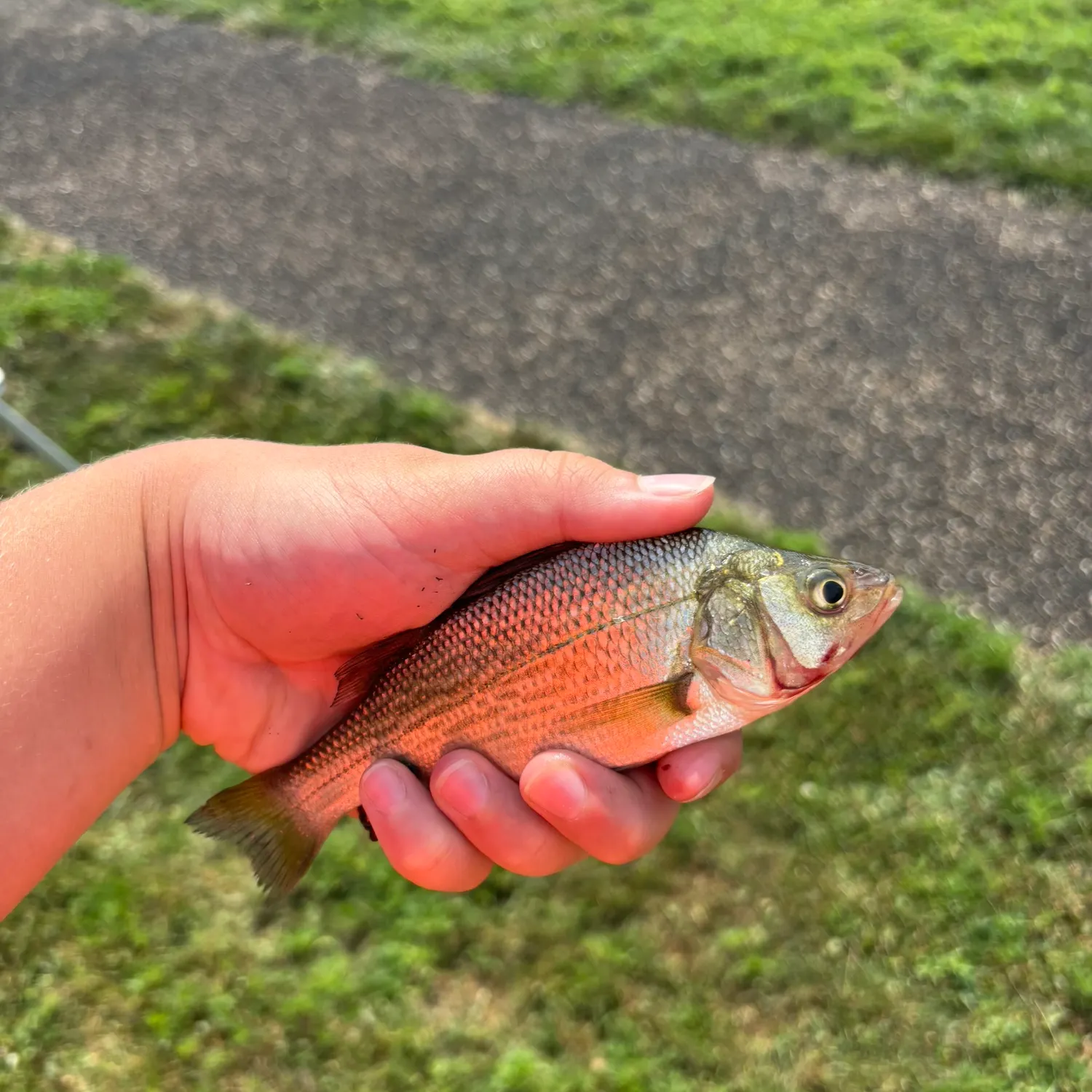 White perch caught on Fishbrain