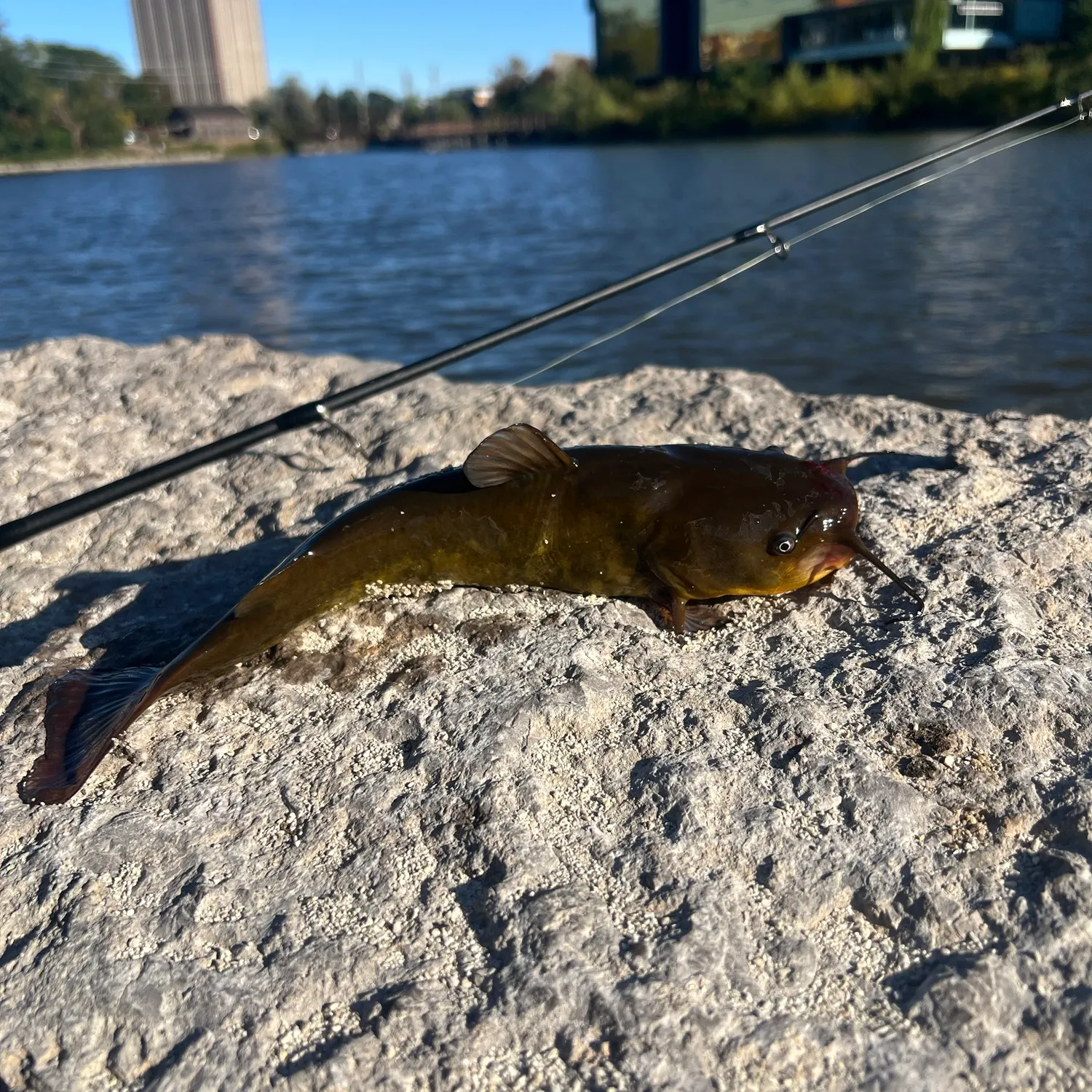 Yellow bullhead caught on Fishbrain