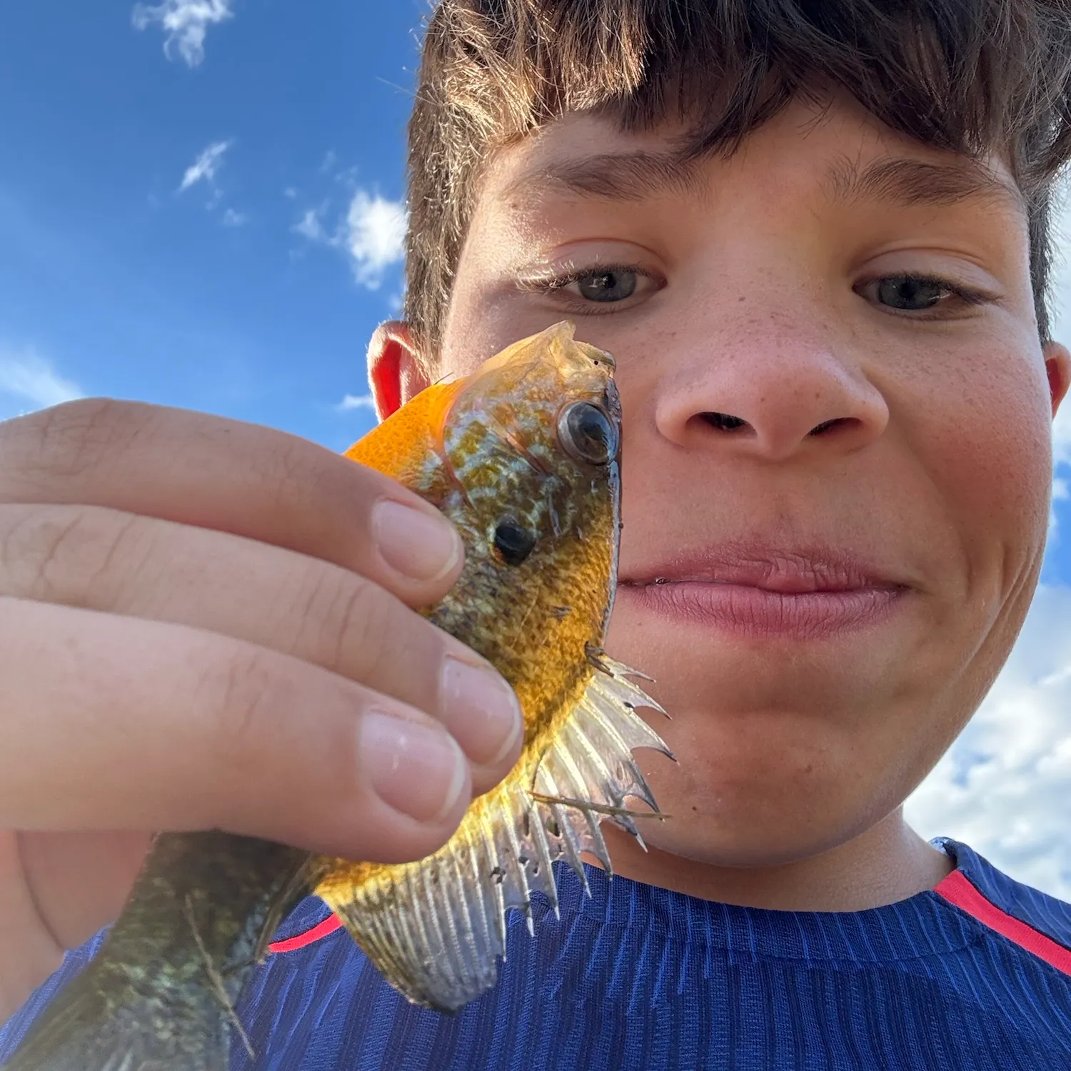 Orangespotted sunfish caught on Fishbrain