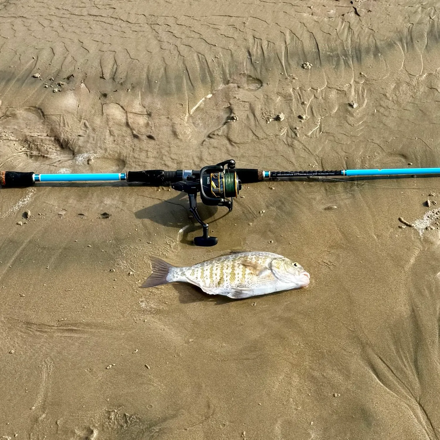 Barred surfperch caught on Fishbrain