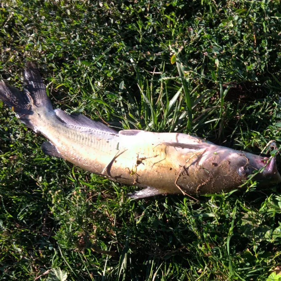 Channel catfish caught on Fishbrain
