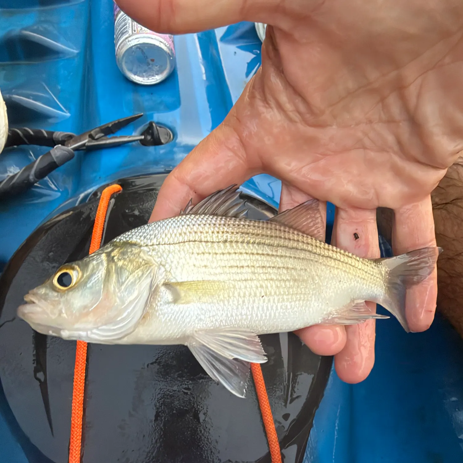 White bass caught on Fishbrain