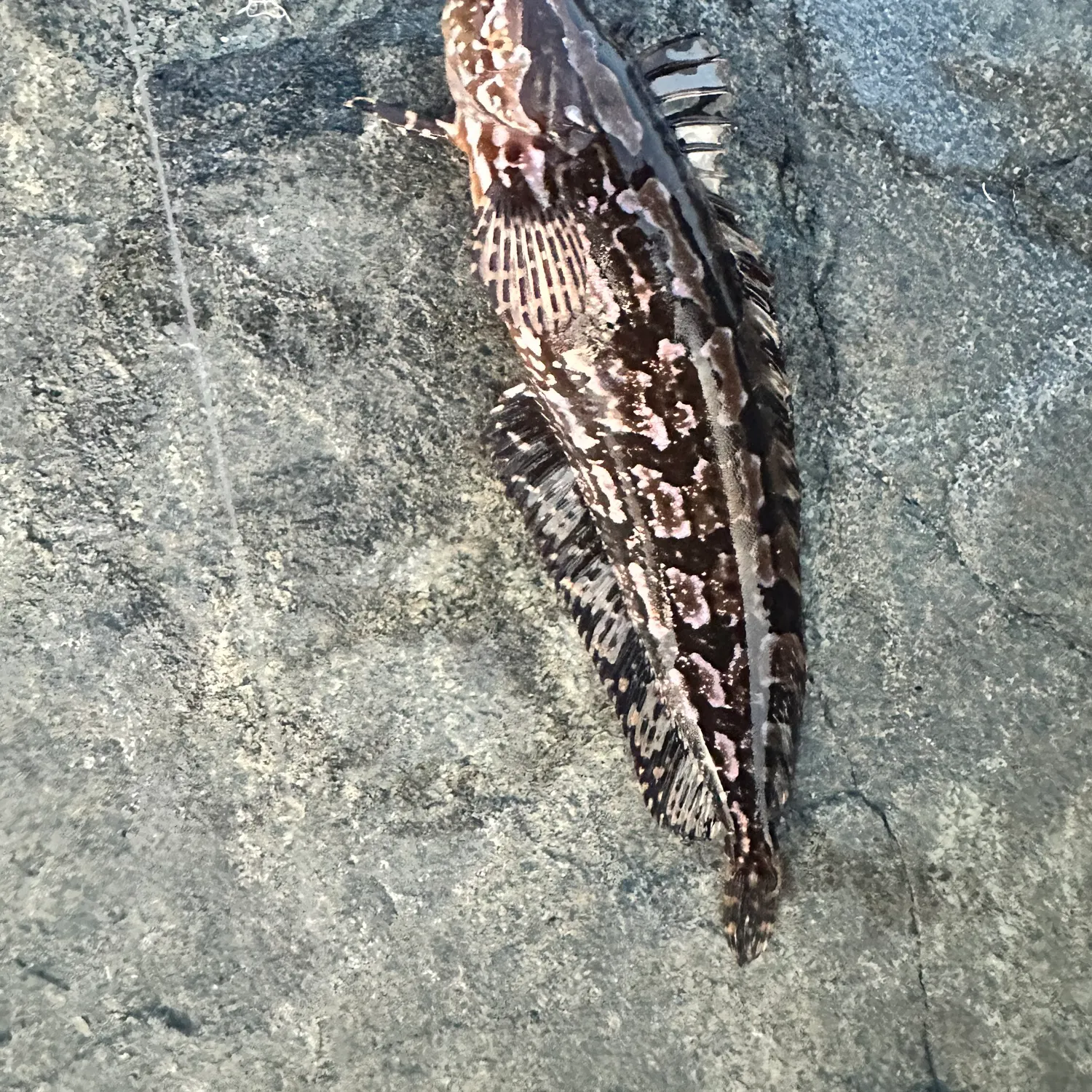 The most recent Giant kelpfish catches on Fishbrain