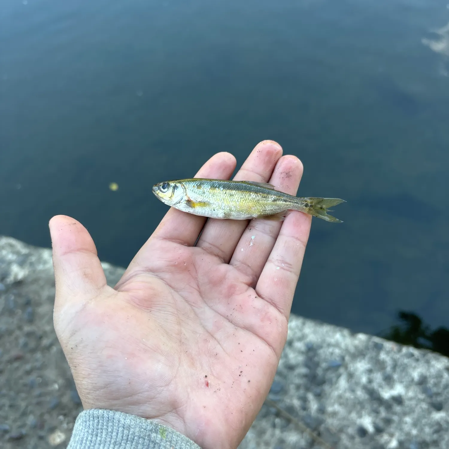 Mountain whitefish caught on Fishbrain