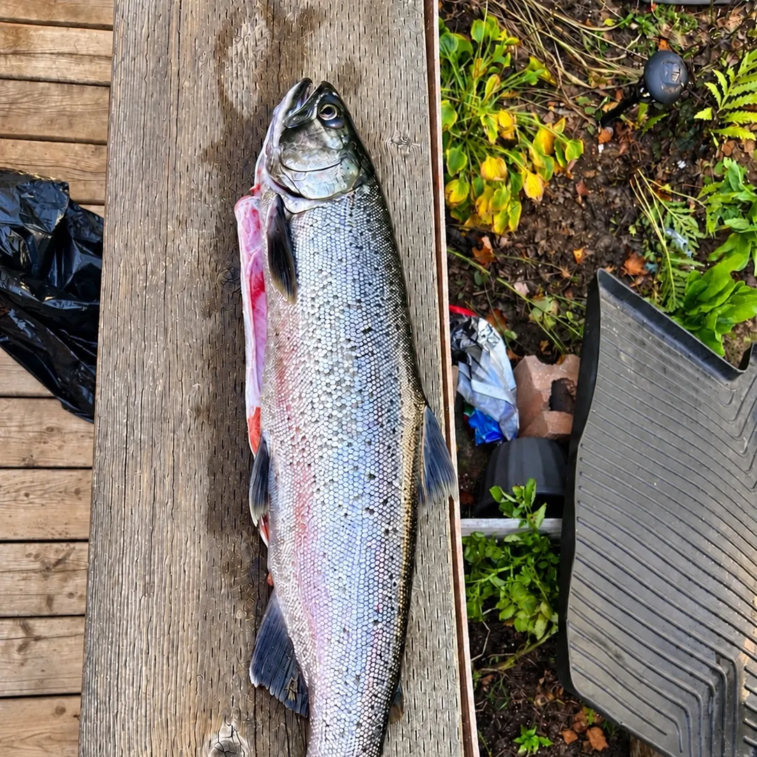 Coho salmon caught on Fishbrain