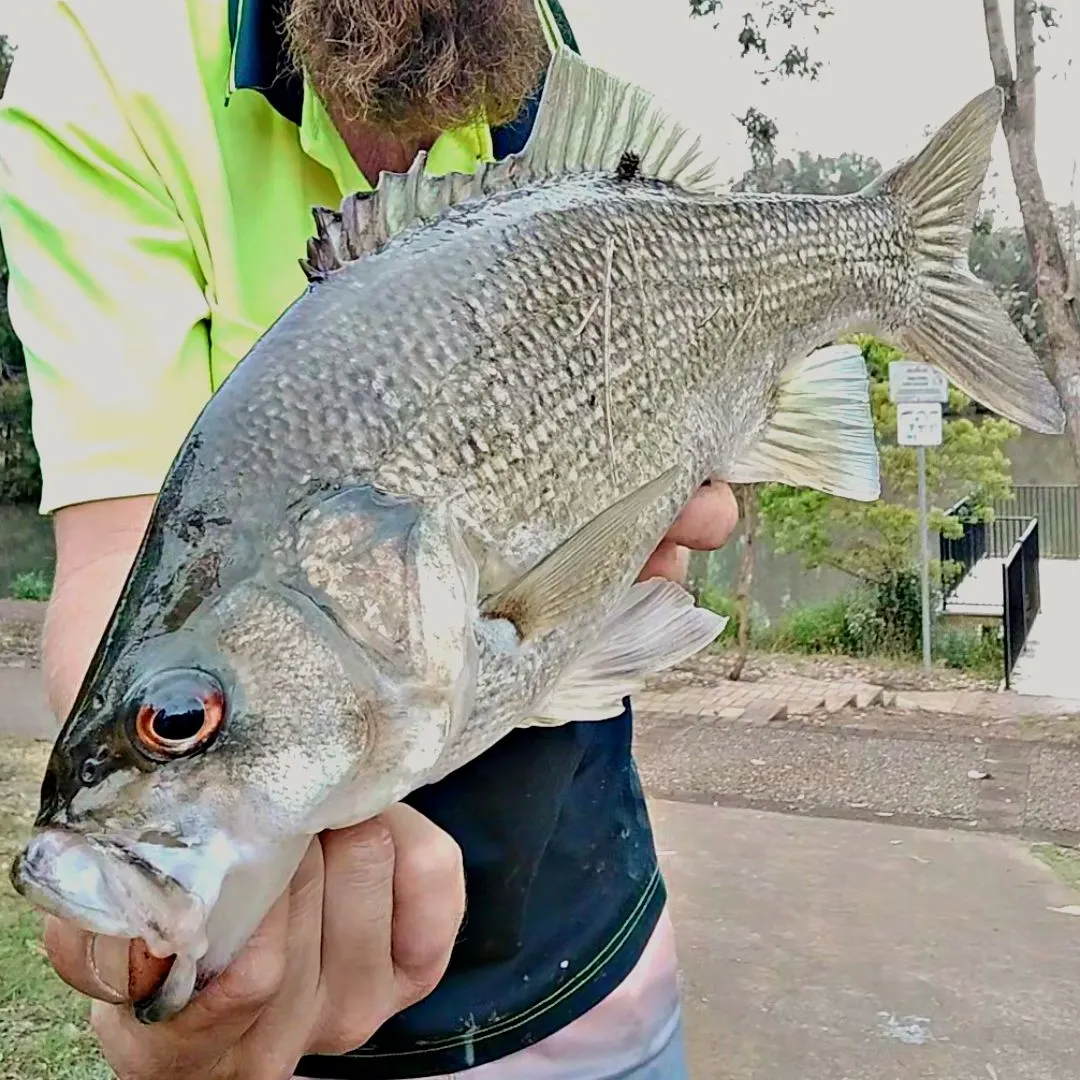 Australian bass caught on Fishbrain
