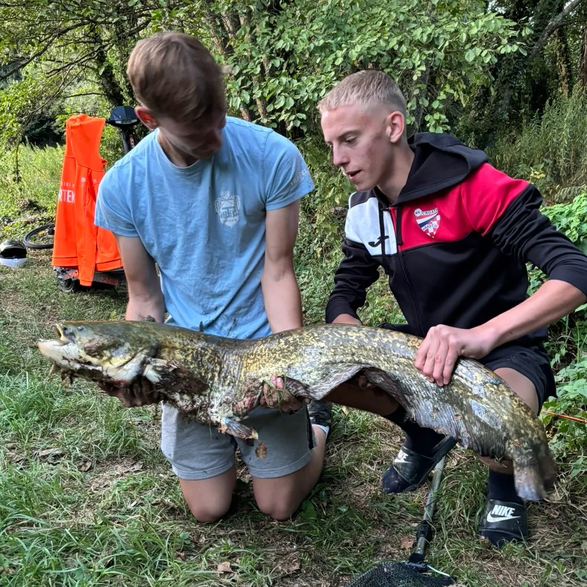 The most recent Wels catfish catches on Fishbrain