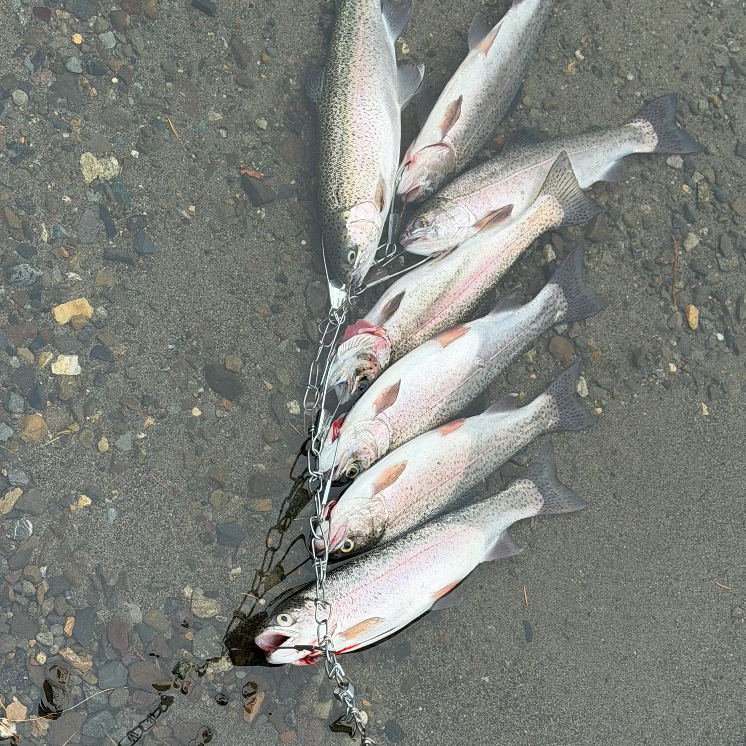 recently logged catches