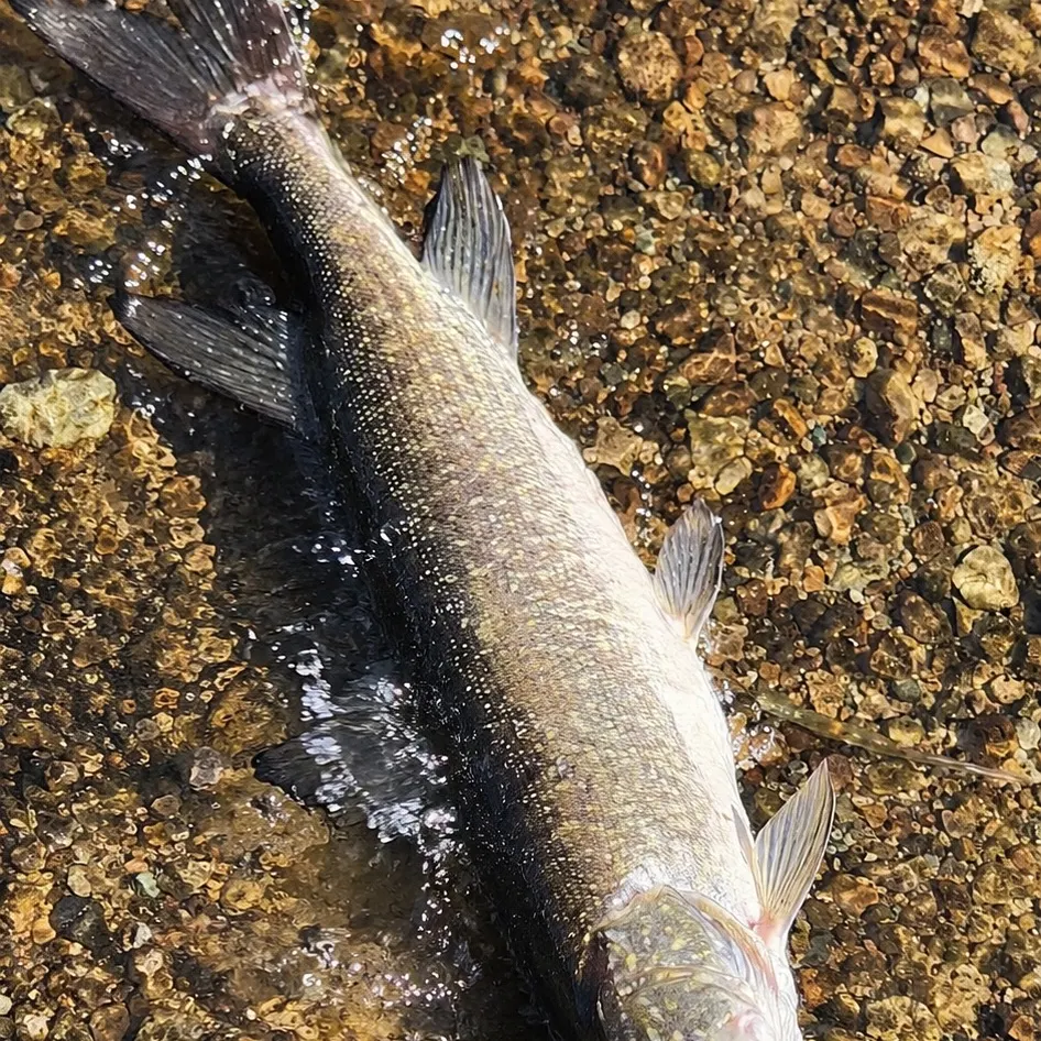 Muskie caught on Fishbrain