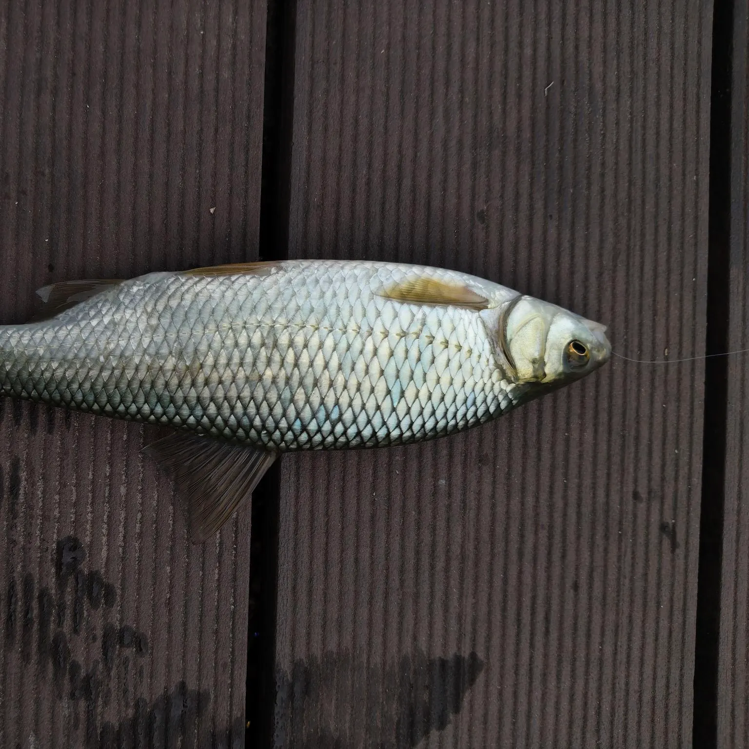 The most recent Common roach catches on Fishbrain