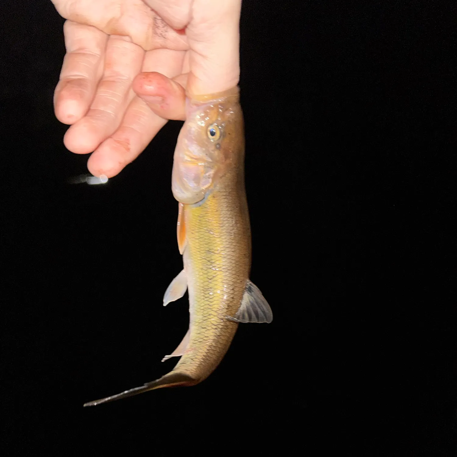 Creek chub caught on Fishbrain
