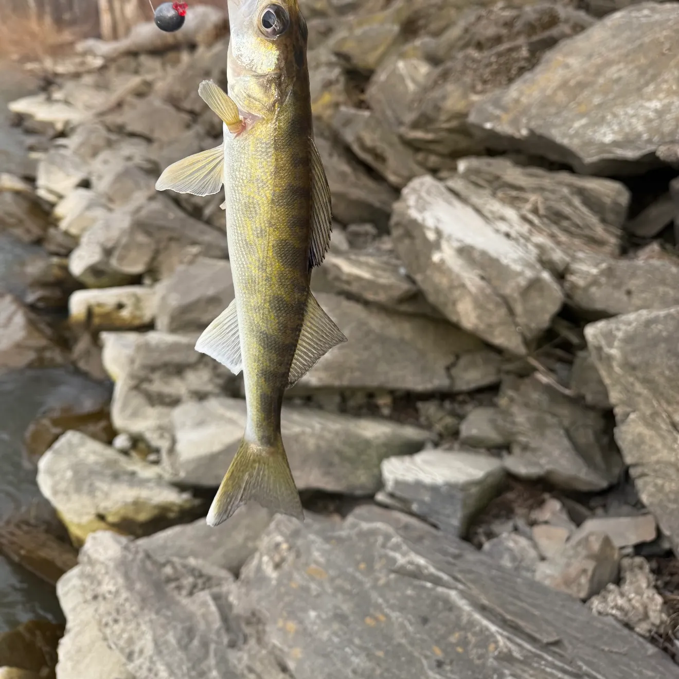 Walleye caught on Fishbrain