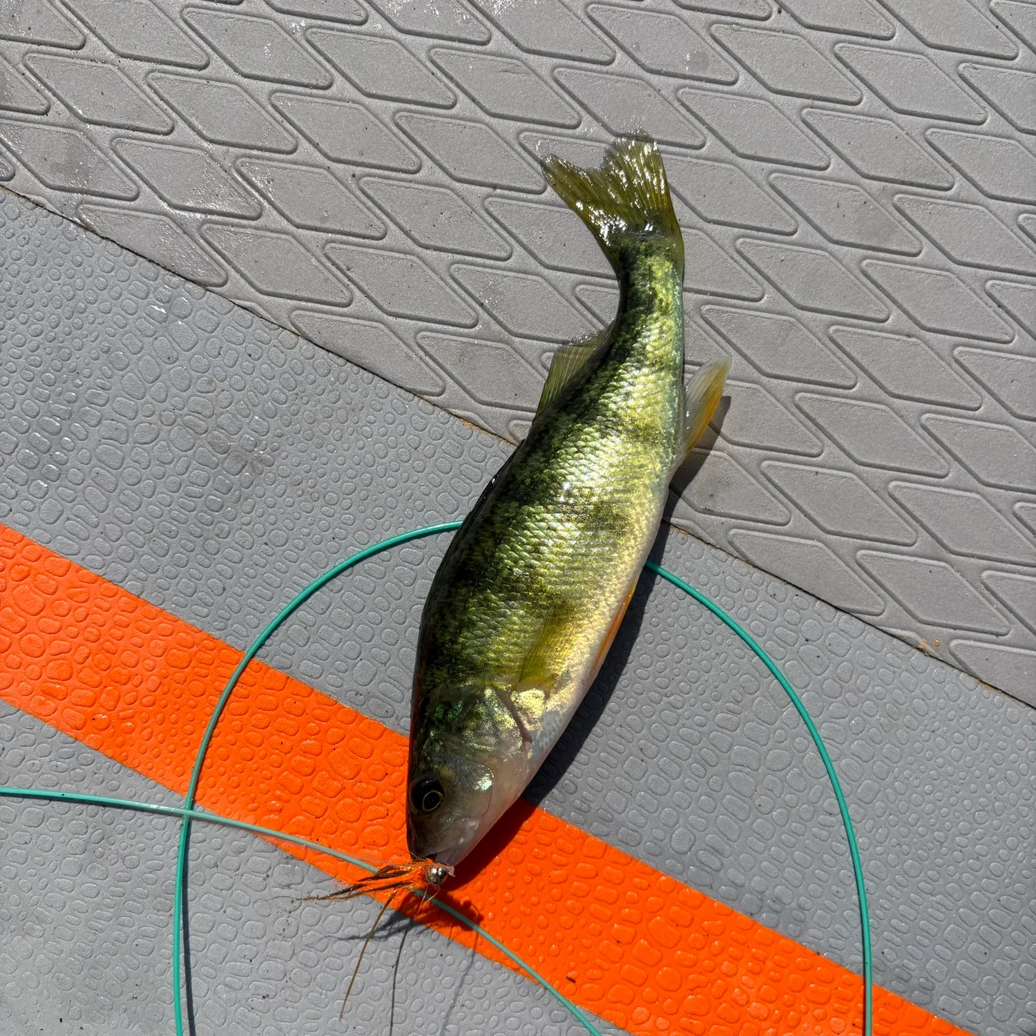 Yellow perch caught on Fishbrain