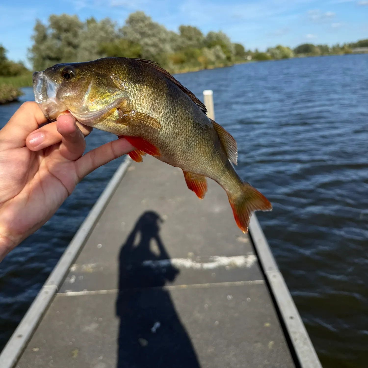 European perch caught on Fishbrain