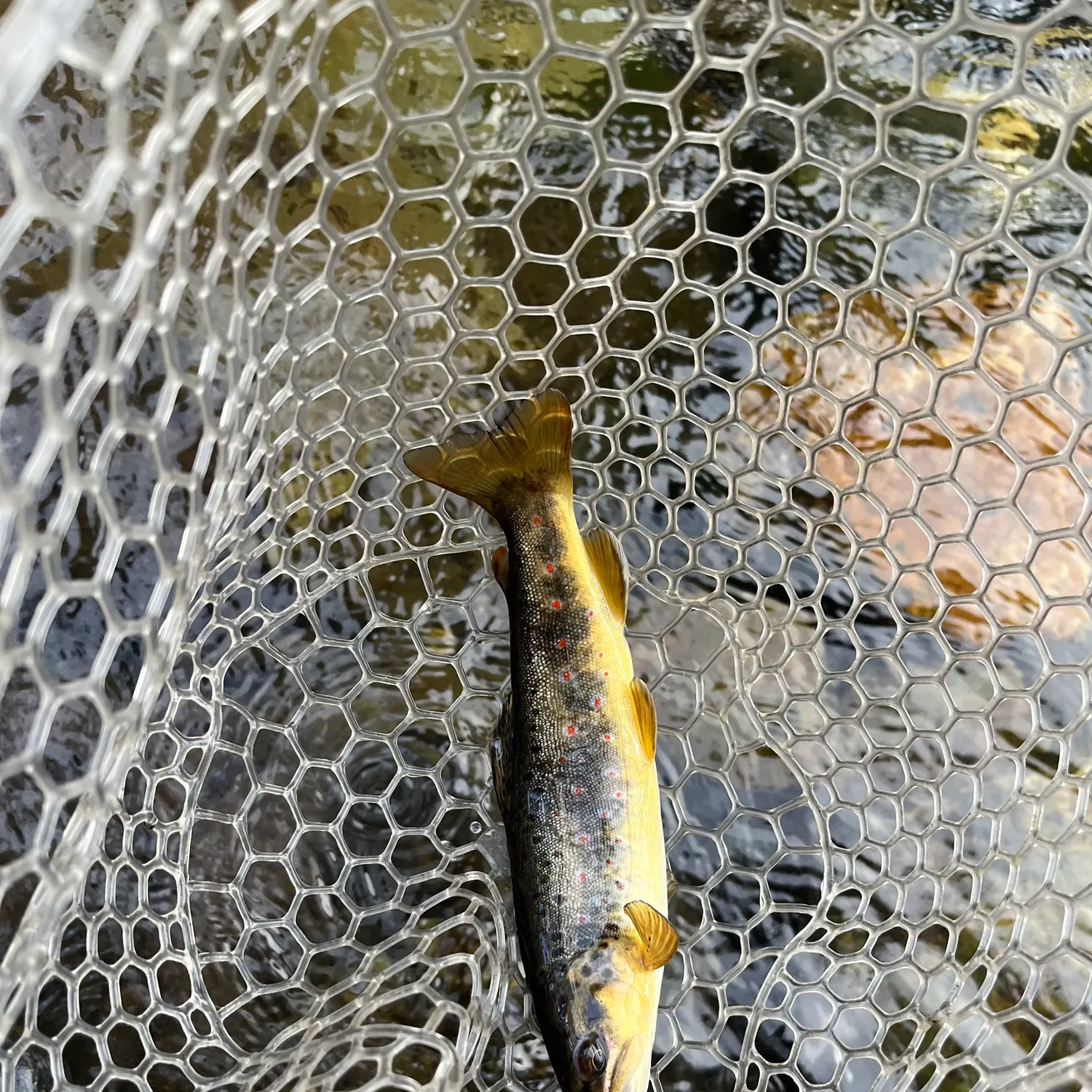 Brown trout caught on Fishbrain