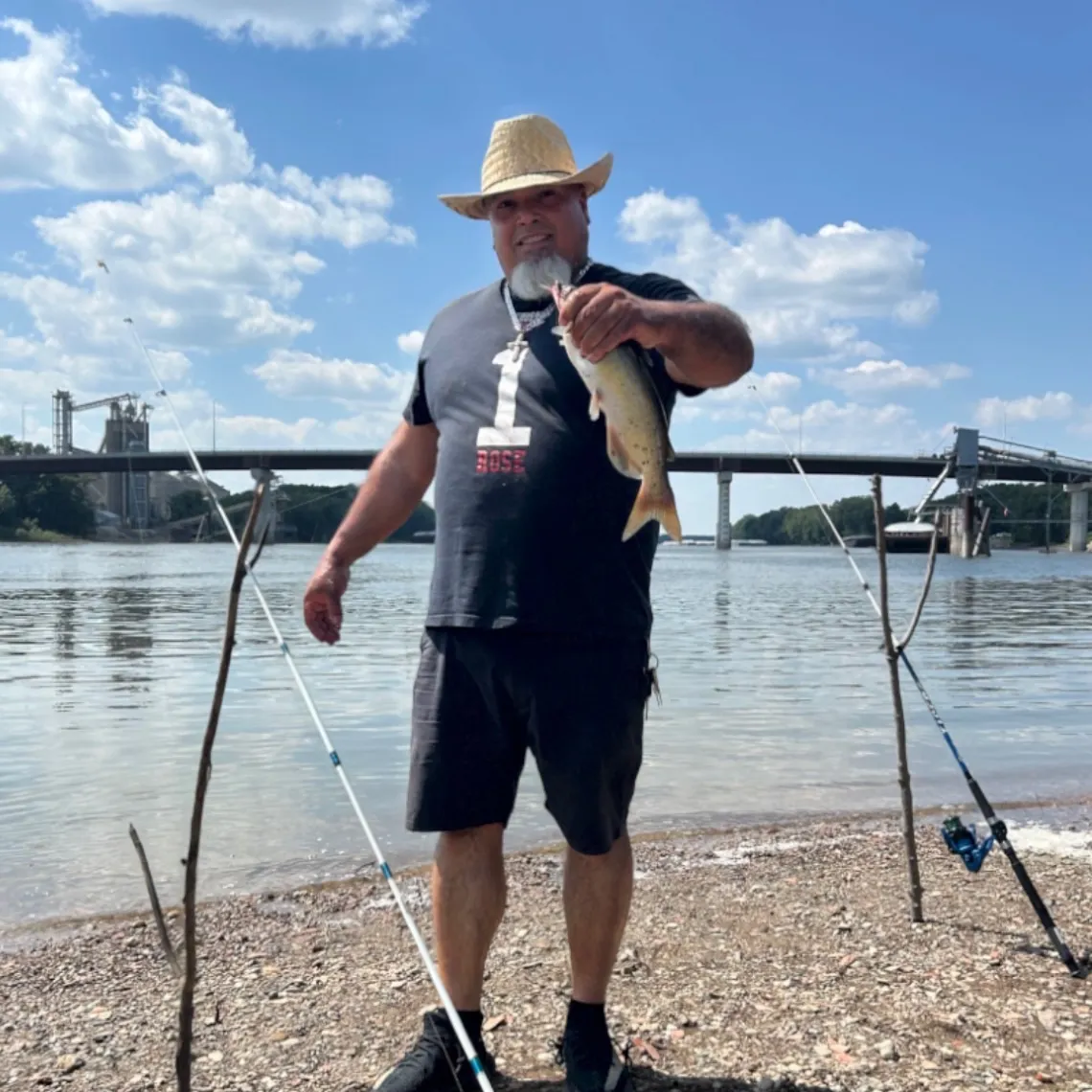Channel catfish caught on Fishbrain