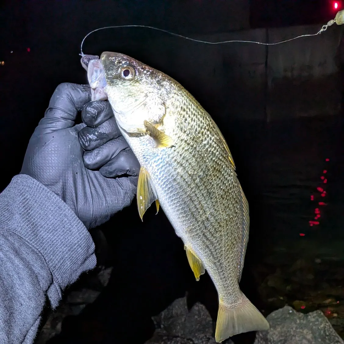 The most recent Yellowfin croaker catches on Fishbrain