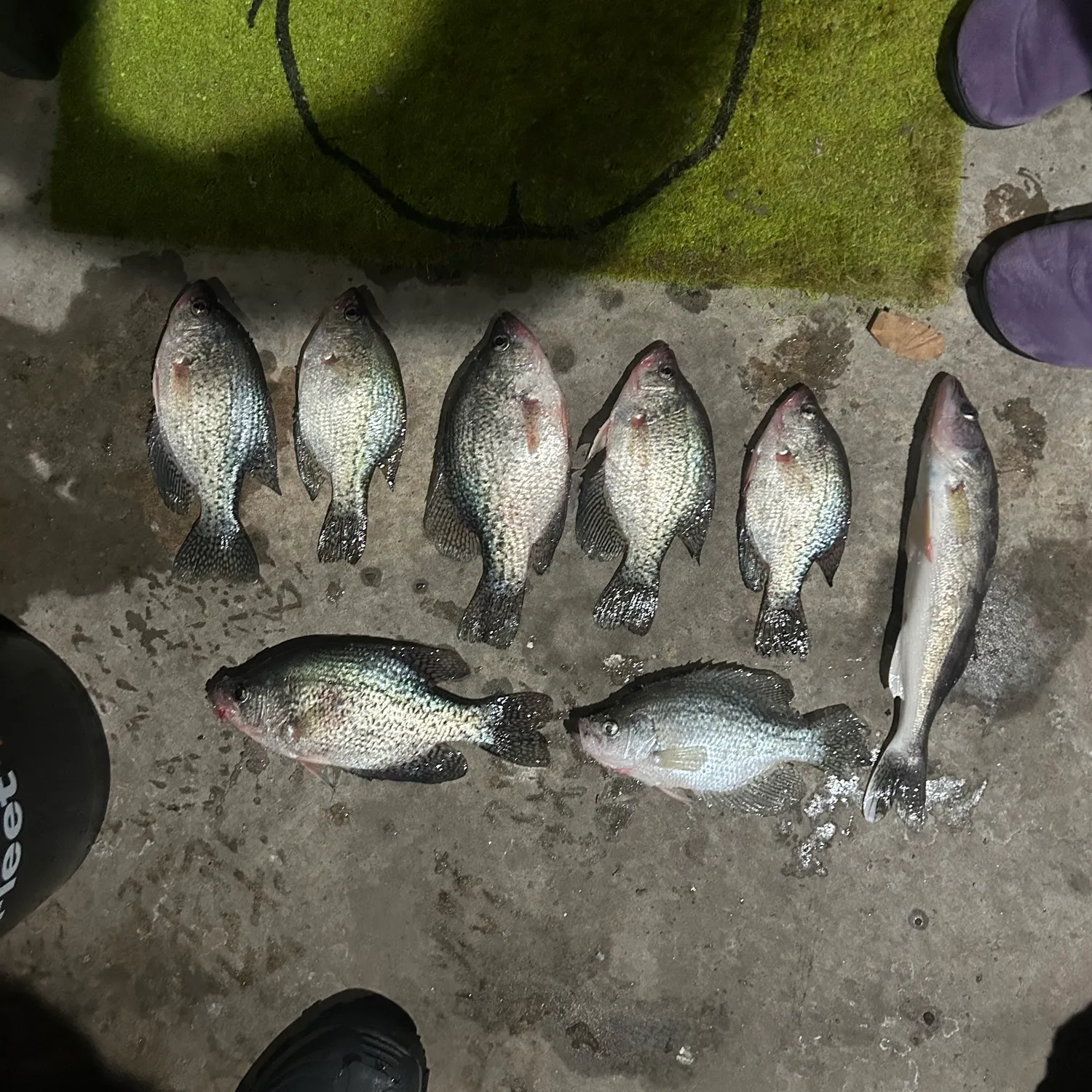 recently logged catches