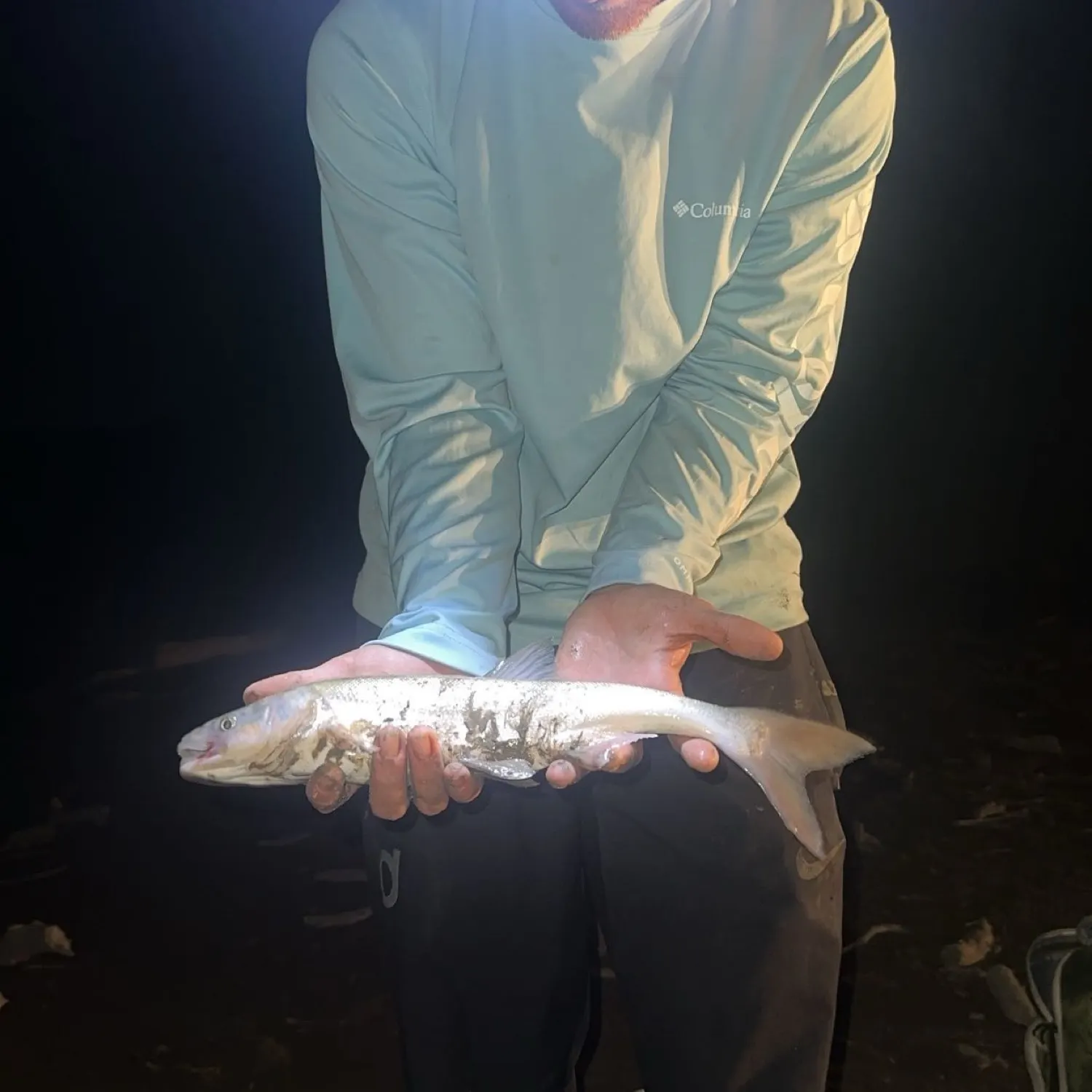 The most recent Bonytail chub catches on Fishbrain
