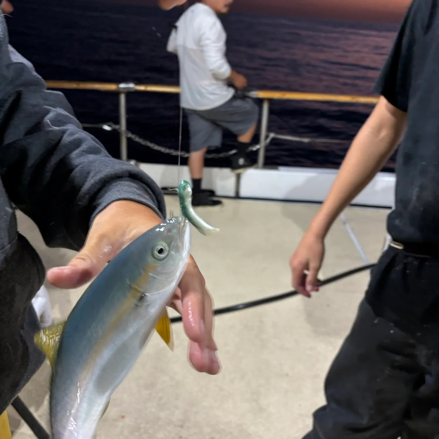 California yellowtail amberjack caught on Fishbrain