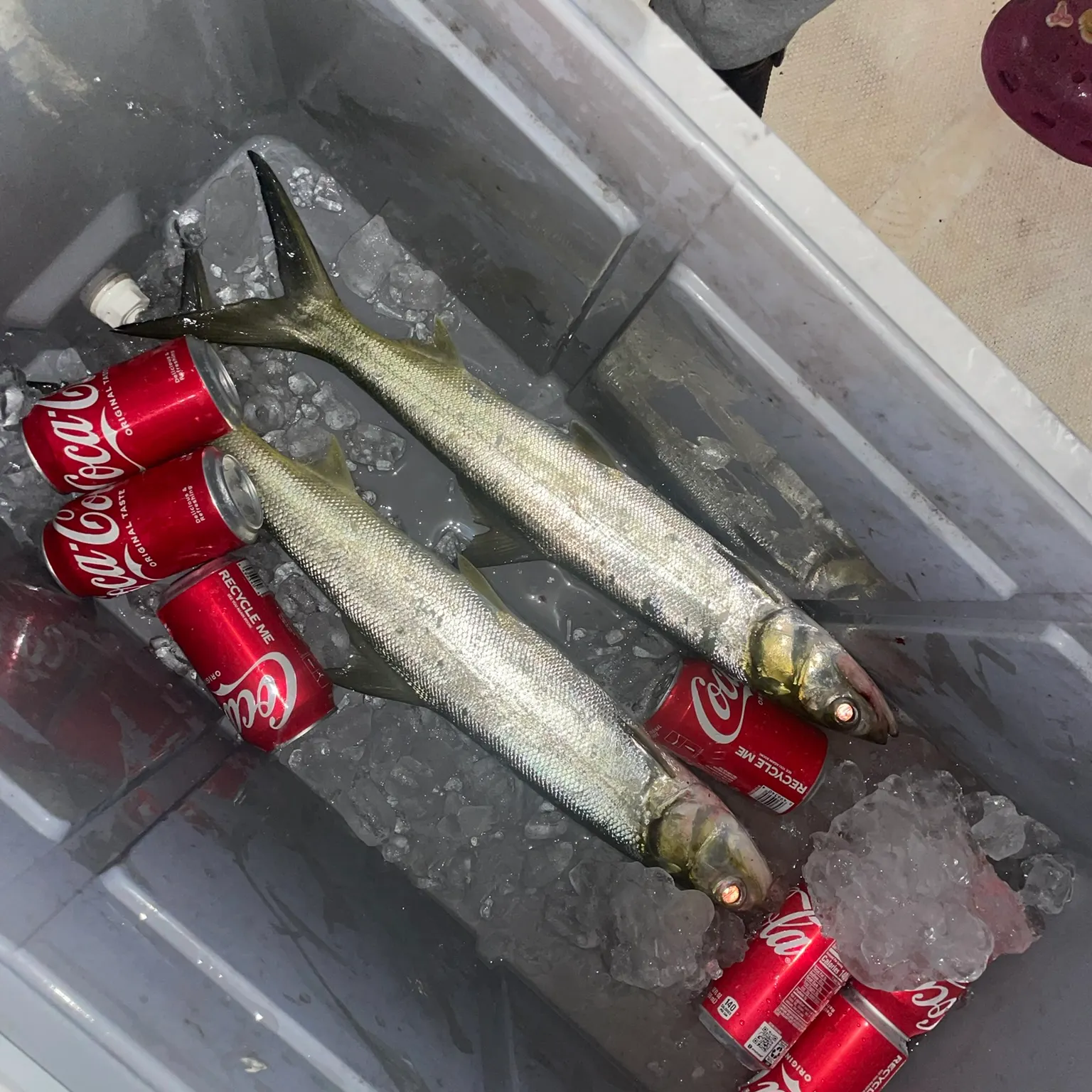 The most recent Ladyfish catches on Fishbrain