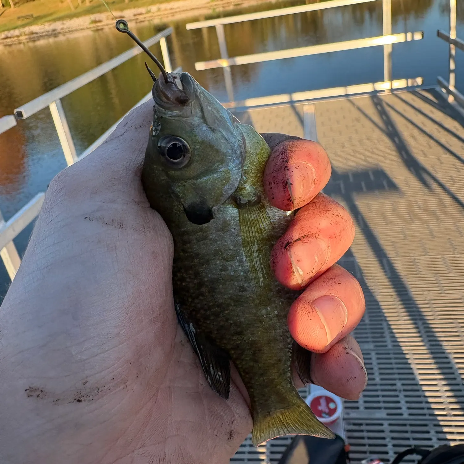 Bluegill caught on Fishbrain